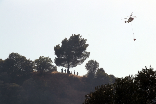 'Bu ağaçlara çok emek verdim, 50 senelik emeklerim gitti'