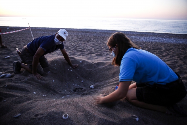 Antalya'da caretta caretta yavruları denizle buluştu