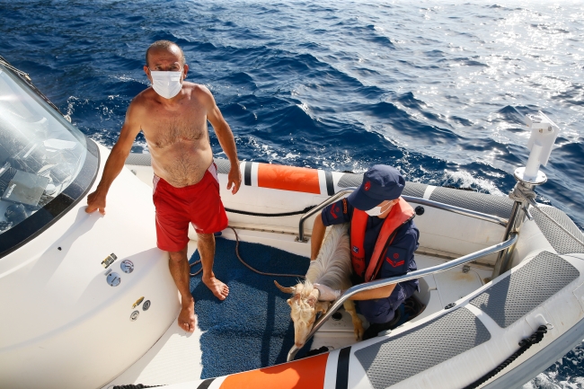 Adada mahsur kalan keçiyi Sahil Güvenlik kurtardı