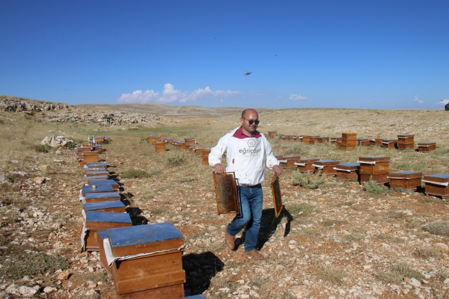 Ödüllü Eğriçayır balının hasadı yapıldı