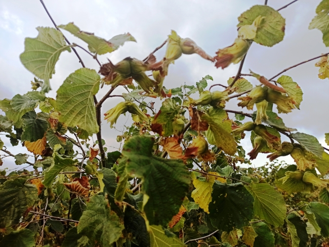 Kocaeli'nde fındık hasadına başlandı