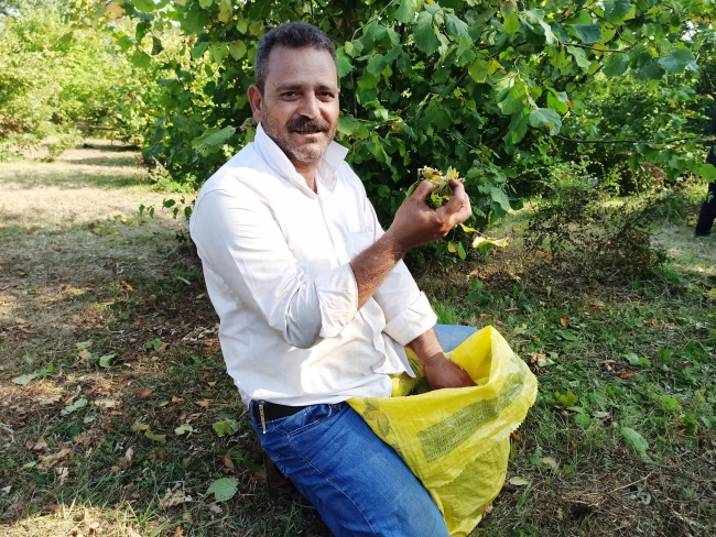 Kocaeli'nde fındık hasadına başlandı