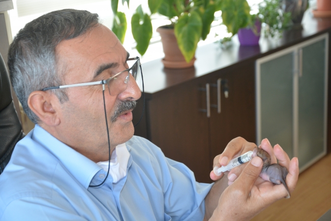 Annesi olmayan yavru sincapları şırıngayla besliyor