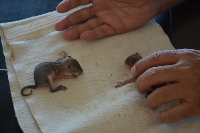 Annesi olmayan yavru sincapları şırıngayla besliyor