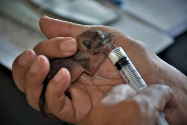 Annesi olmayan yavru sincapları şırıngayla besliyor