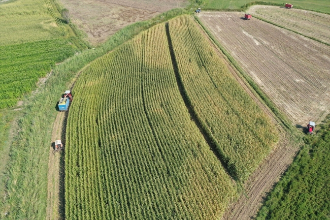 Iğdır'da silajlık mısır hasadı başladı