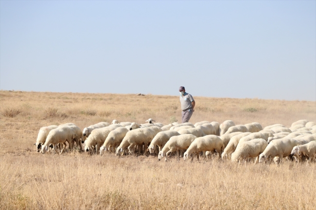 Niğde'de 4 ayda 45 kiloya çıkabilen koyun ıslah edildi