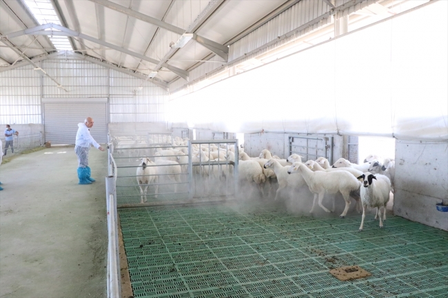 Niğde'de 4 ayda 45 kiloya çıkabilen koyun ıslah edildi