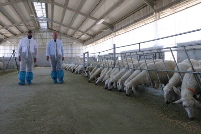 Niğde'de 4 ayda 45 kiloya çıkabilen koyun ıslah edildi