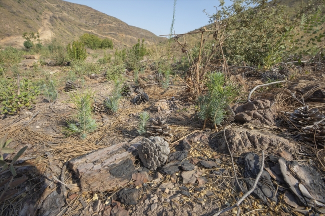 İzmir'de 6 milyon fidan toprakla buluşacak