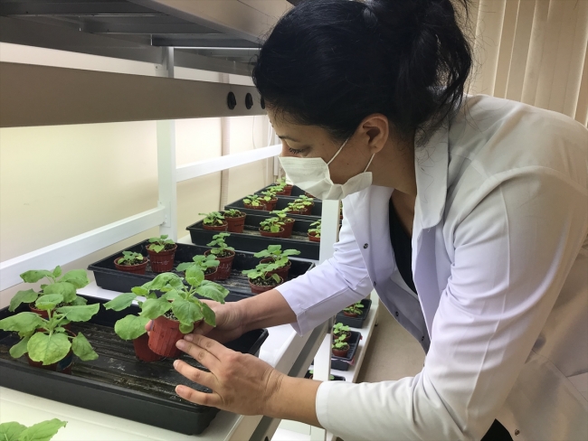 Yerli COVID-19 aşısı çalışmasında sevindirici gelişme