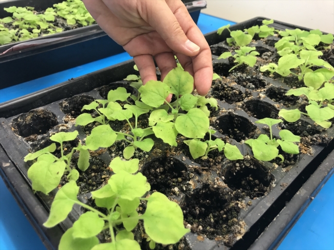 Yerli COVID-19 aşısı çalışmasında sevindirici gelişme