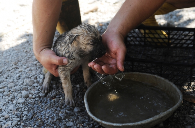 Antalya'da otluk ve çalılık alanda yangın söndürüldü