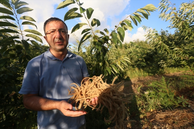 Antioksidan kaynağı kestane çiçekleri çay olacak