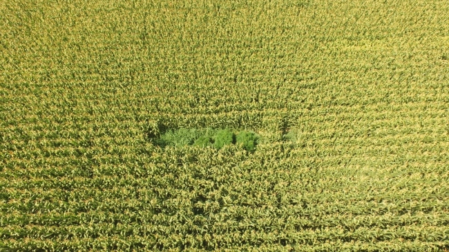 Manisa'da 11 bin 340 kök Hint keneviri ele geçirildi