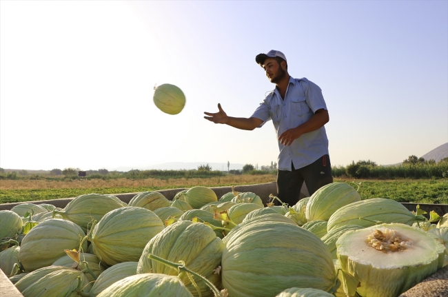 Kırkağaç'taki kavun üreticileri dış pazara açılmak istiyor