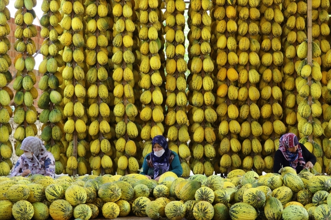 Kırkağaç'taki kavun üreticileri dış pazara açılmak istiyor