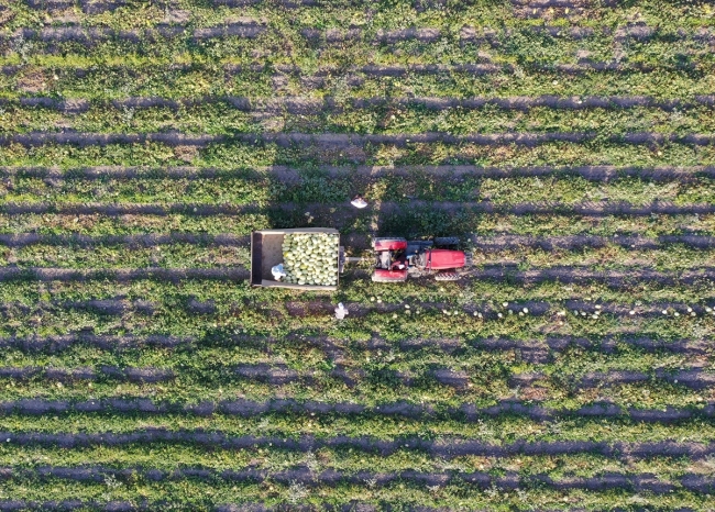 Kırkağaç'taki kavun üreticileri dış pazara açılmak istiyor