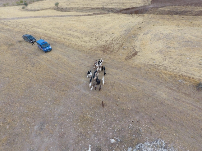 Elazığ'da kaybolan 43 küçükbaş hayvan drone ile bulundu
