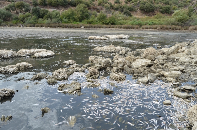 Bafa Gölü'nde yüzlerce balık kıyıya vurdu