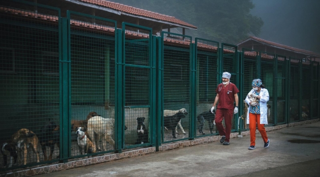 Trabzon'da 2 bin 497 sahipsiz hayvan aşılandı - Resim : 1