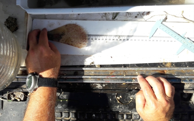 1915 Çanakkale Köprüsü'nün yapımında deniz canlıları duyarlılığı