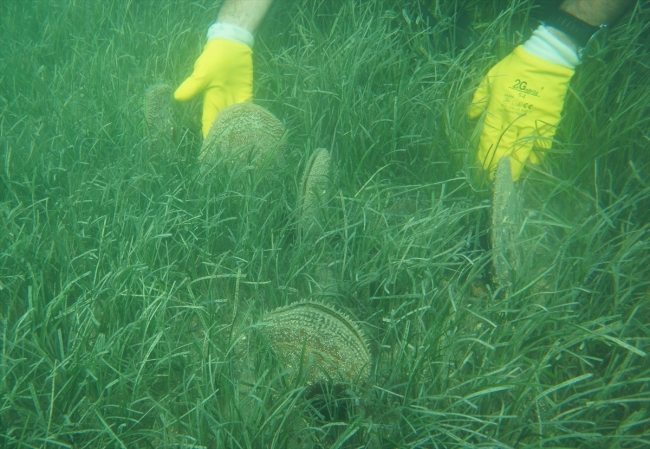 1915 Çanakkale Köprüsü'nün yapımında deniz canlıları duyarlılığı