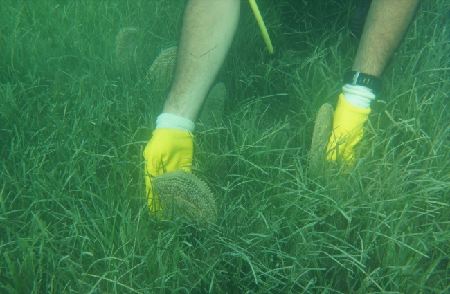 1915 Çanakkale Köprüsü'nün yapımında deniz canlıları duyarlılığı