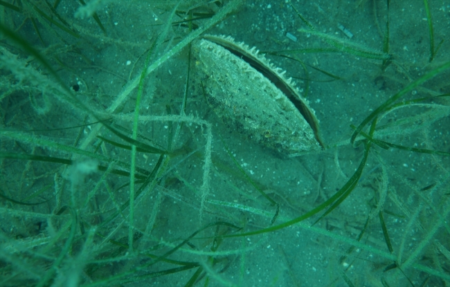 1915 Çanakkale Köprüsü'nün yapımında deniz canlıları duyarlılığı