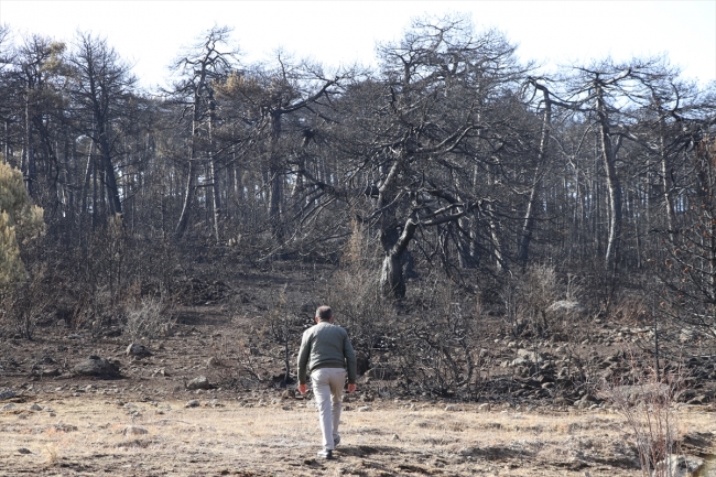 Bolu'da yanan ormanlık alan ağaçlandırılacak