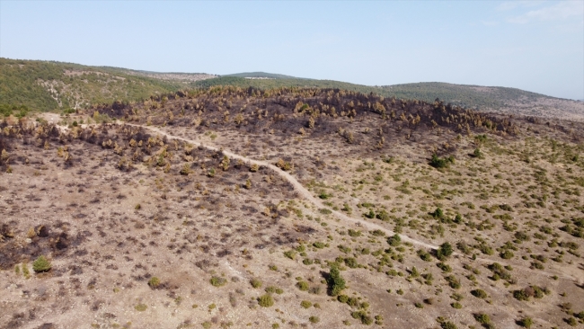 Bolu'da yanan ormanlık alan ağaçlandırılacak