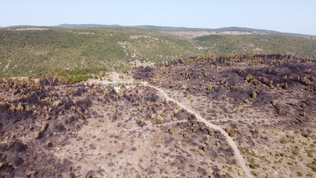 Bolu'da yanan ormanlık alan ağaçlandırılacak