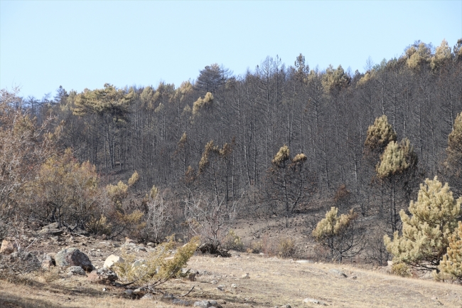 Bolu'da yanan ormanlık alan ağaçlandırılacak