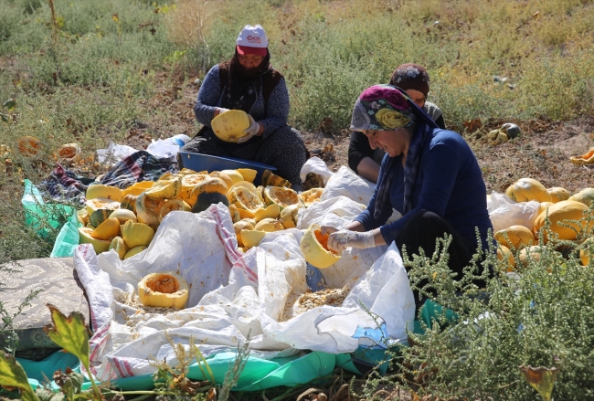 Nevşehir kabak çekirdeğiyle ekonomiye 500 milyon lira katkı