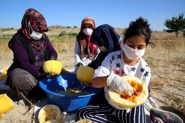 Nevşehir Kabak Çekirdeğiyle Ekonomiye 500 Milyon Lira Katkı 1 20201008 2 44731112 58725993 Web