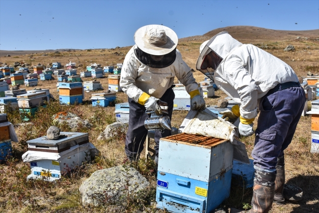 Havaların soğuduğu Kars'ta bal üreticileri kovanları kışa hazırlıyor