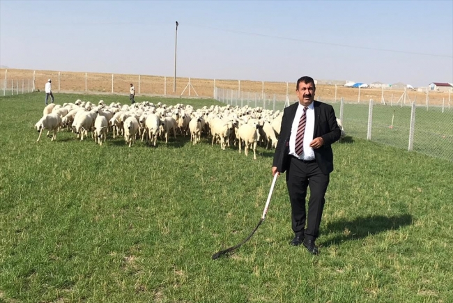 Küçükbaş hayvan sütünde üretim günden güne daha da artıyor