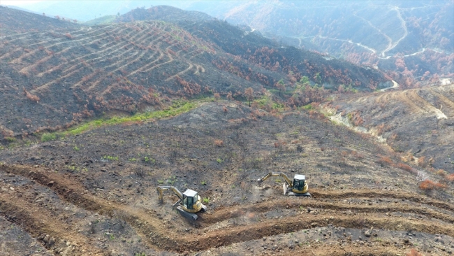 Yanan orman alanlarının yarısından fazlası ağaçlandırıldı
