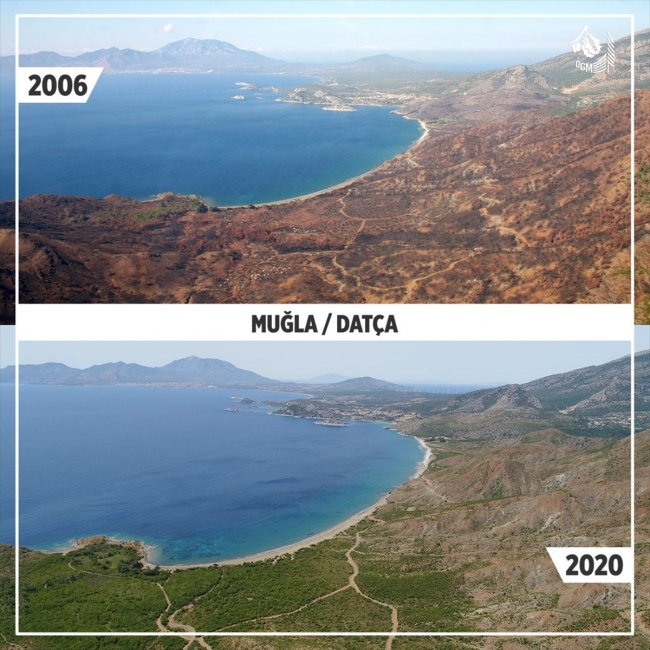 Yanan orman alanlarının yarısından fazlası ağaçlandırıldı