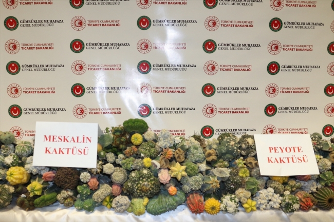 Halüsinasyona neden olan 113 kilo "kaktüs" ele geçirildi