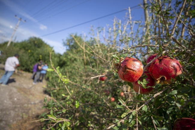 Antalya Valisi Yazıcı: Hasar tespitinin ardından üreticilere gerekli destekleri sunacağız