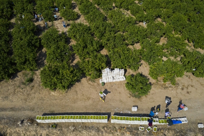 Mandalina İhracatında Hedef 400 Milyon Dolar 1 Fotoğraf: AA