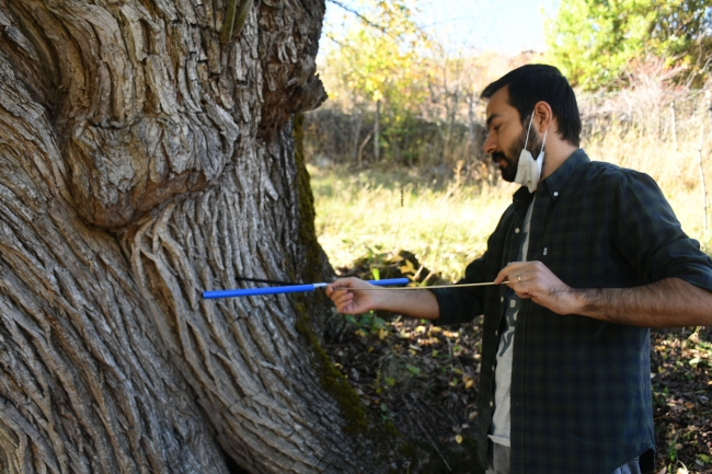 Artvin'de 1500-2 bin yıllık armut ağacı tespit edildi