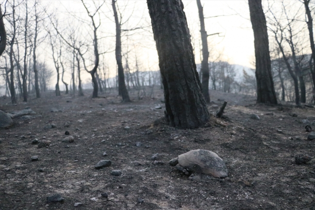 Hatay'daki orman yangınına müdahale sürüyor