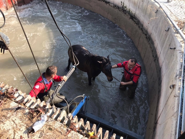 Sulama kanalına düşen atı itfaiye kurtardı