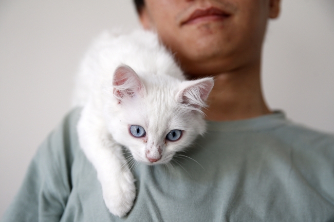 Van kedisini sahiplenmek için Çin'den Türkiye'ye geldi