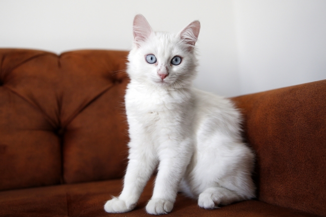 Van kedisini sahiplenmek için Çin'den Türkiye'ye geldi