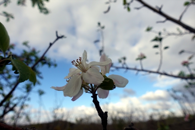'Yalancı bahara' aldanan meyve ağaçları çiçek açtı