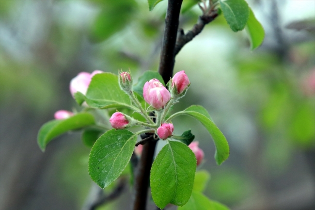 'Yalancı bahara' aldanan meyve ağaçları çiçek açtı