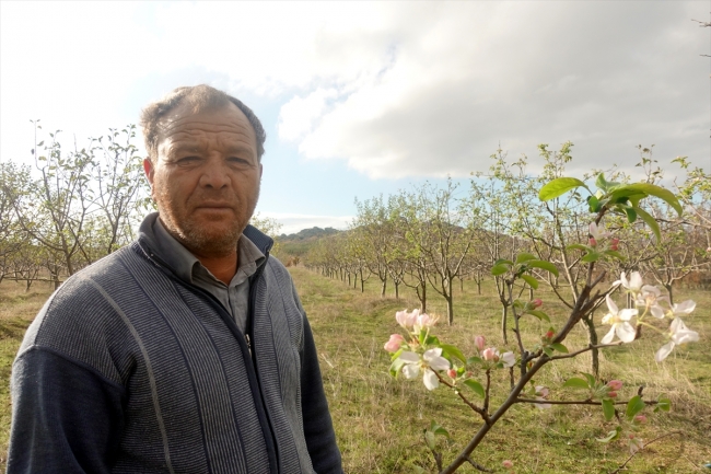 'Yalancı bahara' aldanan meyve ağaçları çiçek açtı